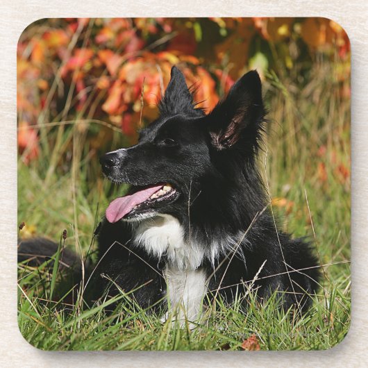 ボーダーコリーの喘ぐ置くこと コースター (正面)