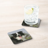 ボーダーコリーの喘ぐHeadshot 1 コースター (右側)