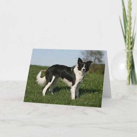 ボーダーコリーの地位 カード (正面)