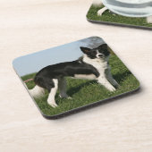 ボーダーコリーの地位 コースター (左側)