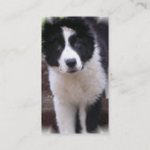 ボーダーコリーの子犬の名刺 名刺 (裏面)