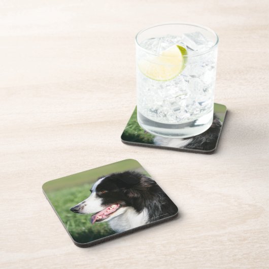 ボーダーコリーの子犬の置くこと コースター (右側)