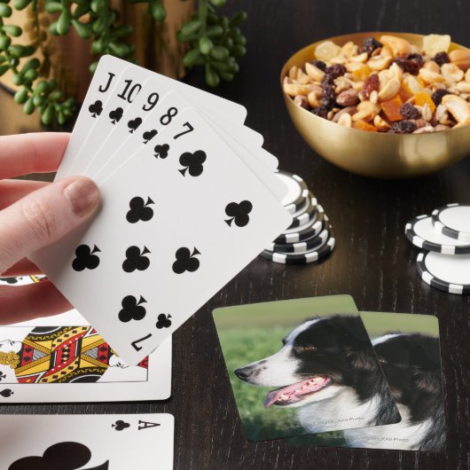 ボーダーコリーの子犬の置くこと トランプ (インサイチュ)