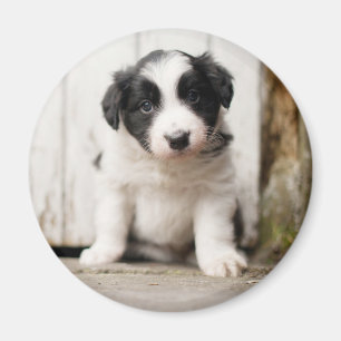 ボーダーコリーの子犬 マグネット