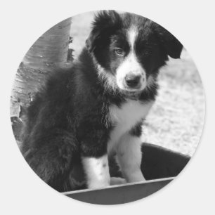 ボーダーコリーの子犬 ラウンドシール