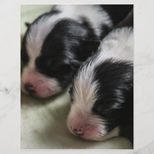 ボーダーコリーの新生子犬 チラシ