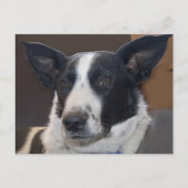 ボーダーコリーの犬の垂れ耳の写真「Missing You(会いたい)」 ポストカード (正面)