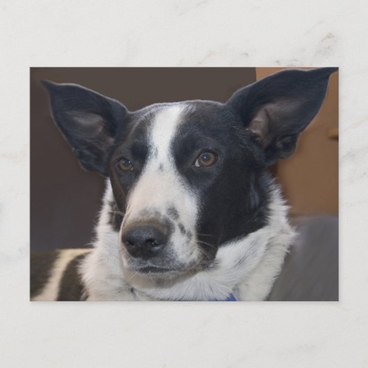 ボーダーコリーの犬の垂れ耳の写真「Missing You(会いたい)」 ポストカード (正面)