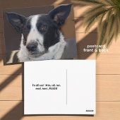 ボーダーコリーの犬の垂れ耳の写真「Missing You(会いたい)」 ポストカード