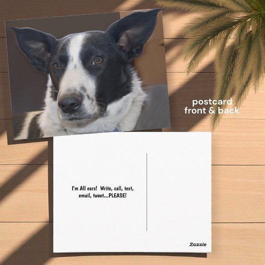ボーダーコリーの犬の垂れ耳の写真「Missing You(会いたい)」 ポストカード