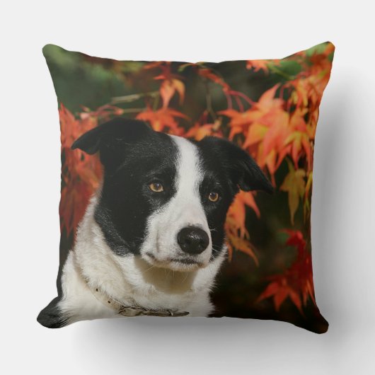 ボーダーコリーの秋のHeadshot クッション (正面)