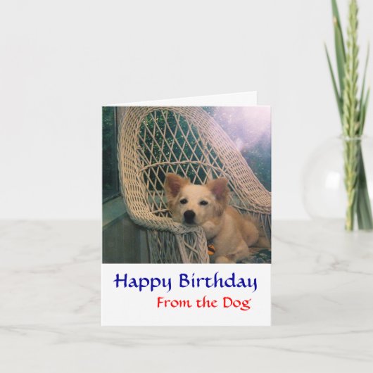 ボーダーコリーの誕生日カード カード (正面)