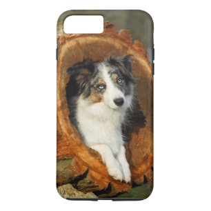ボーダーコリーの青いMerle犬、細胞Phonecase iPhone 8 Plus/7 Plusケース