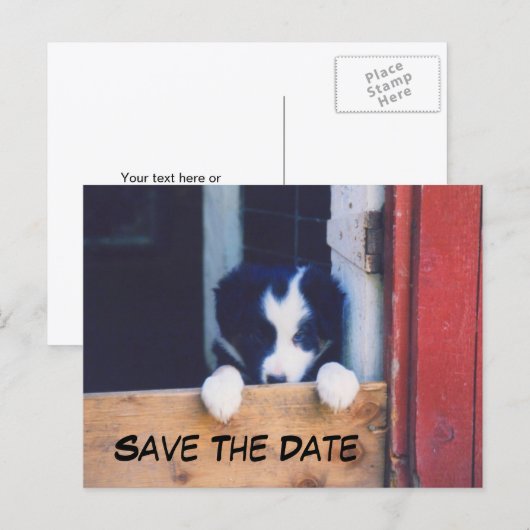 ボーダーコリー犬のSave The Date 案内ポストカード (正面/裏面)