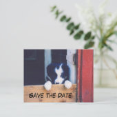 ボーダーコリー犬のSave The Date 案内ポストカード (スタンド正面)