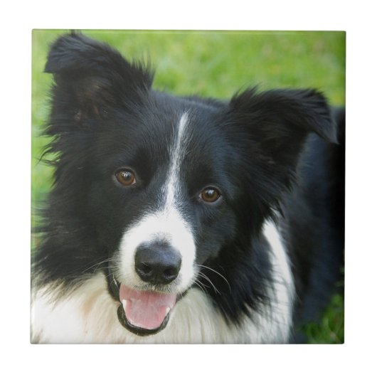 ボーダーコリー犬は文字ペットを加えます タイル (正面)