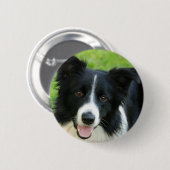 ボーダーコリー犬は文字ペットを加えます 缶バッジ (正面&裏面)