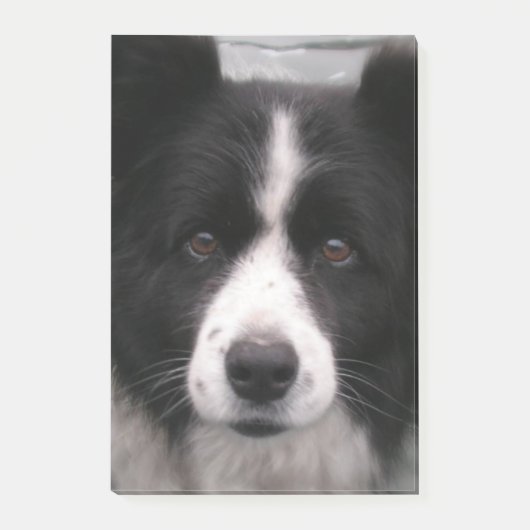 ボーダーコリー犬 ポストイット (正面)
