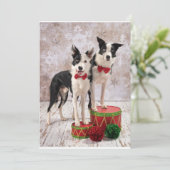 ボーダーコリー シーズンカード (スタンド正面)