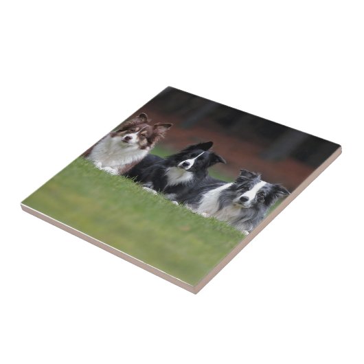 ボーダーコリー タイル (側面)