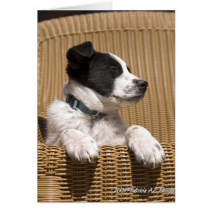 ボーダーコリー+ヒーラーMIX犬の眠そうな仔犬の写真