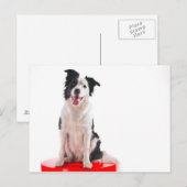 ボーダーコリー ポストカード (正面/裏面)