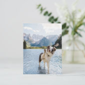 ボーダーコリー 湖 冒険 山 犬 旅行 ポストカード (スタンド正面)