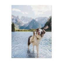 ボーダーコリー 湖 冒険 山 犬 旅行