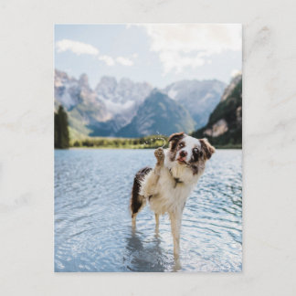 ボーダーコリー 湖 冒険 山 犬 旅行 ポストカード