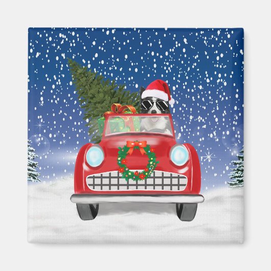 ボーダーコリー 犬 スノークリスマスに車を運転する マグネット (正面)