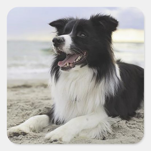 ボーダーコリー 黒白 子犬 ステッカー (正面)