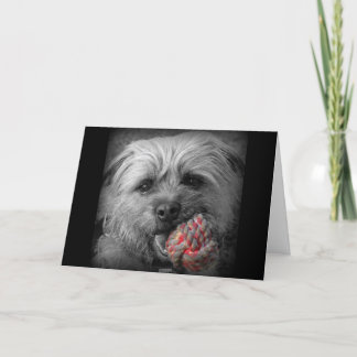 ボーダーテリアのバースデー・カード カード