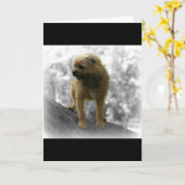 ボーダーテリアのバースデー・カード カード (黄色い花)