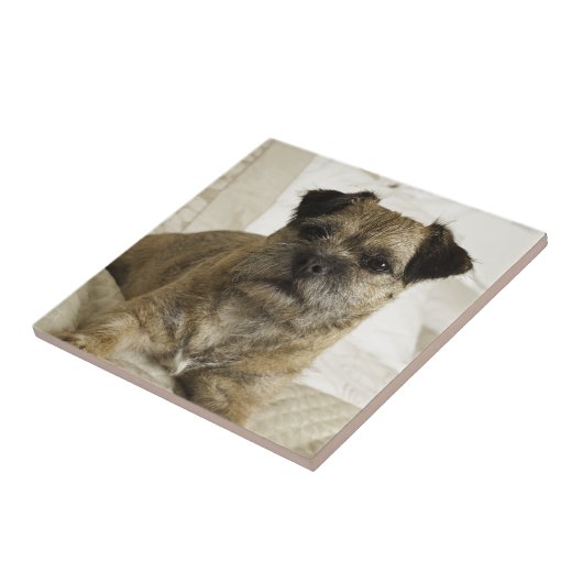 ボーダーテリア タイル (側面)