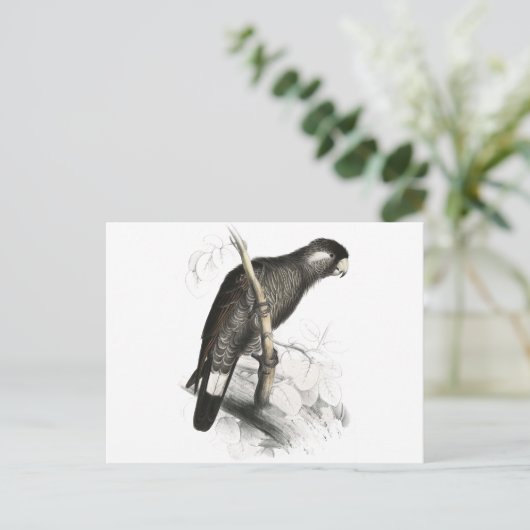 ボーディンズコッカトゥーバイエドワード・リア ポストカード (スタンド正面)