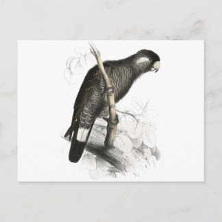 ボーディンズコッカトゥーバイエドワード・リア ポストカード