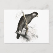 ボーディンズコッカトゥーバイエドワード・リア ポストカード (正面)