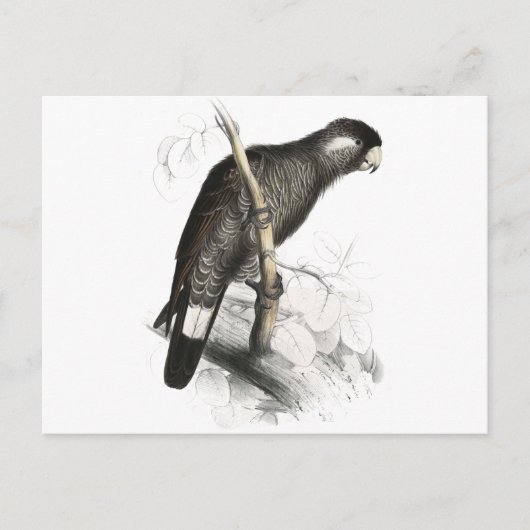 ボーディンズコッカトゥーバイエドワード・リア ポストカード (正面)