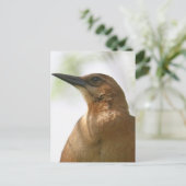 ボートテイルグラックル鳥の写真 ポストカード (スタンド正面)