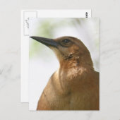 ボートテイルグラックル鳥の写真 ポストカード (正面/裏面)