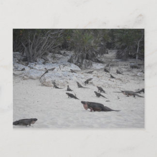 ボーバハマハガキ ポストカード