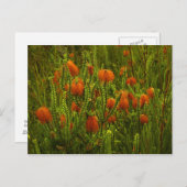 ボーフォシアはがき ポストカード (正面/裏面)