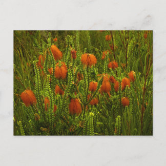 ボーフォシアはがき ポストカード