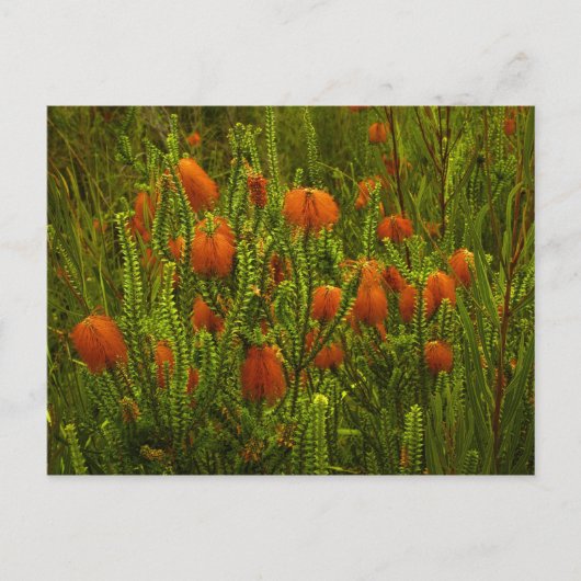 ボーフォシアはがき ポストカード (正面)