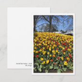 ボーラルチューリップフェスティバル – シドニーNSWオーストラリア (正面/裏面)