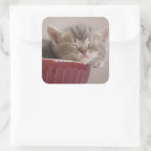 ボールで寝ている子猫 スクエアシール (バッグ)
