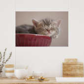 ボールで寝ている子猫 ポスター (キッチン)