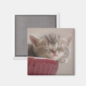 ボールで寝ている子猫 マグネット (正面/裏面)