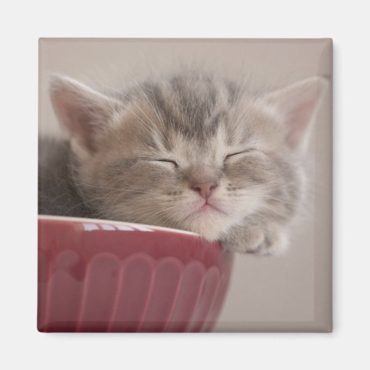 ボールで寝ている子猫 マグネット (正面)