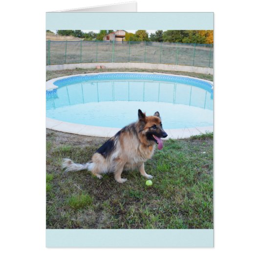 ボールで座っているエンジェル犬 (正面)